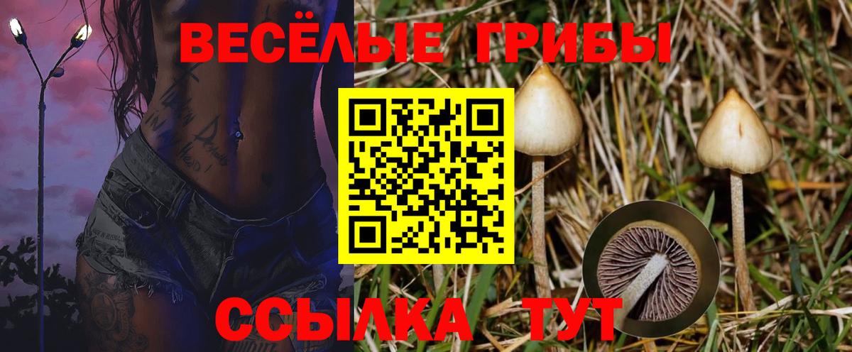 Псилоцибиновые грибы Cubensis Электрогорск